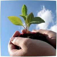 саженцы из зеленых черенков саженцы из зеленых ч…