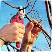 Обрезка сада весной Обрезка сада весной