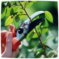 как правильно обрезать яблоню как правильно обреза…